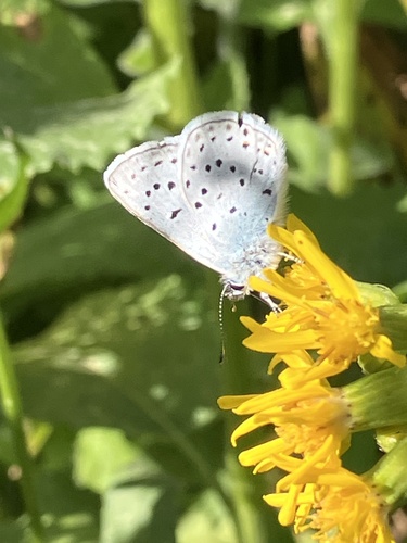 iNaturalist observation photo of Greenish Blue