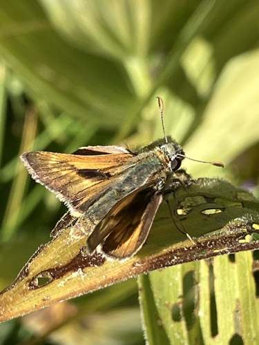 iNaturalist observation photo of Sonoran Skipper