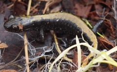 Ambystoma macrodactylum macrodactylum