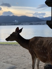 Cervus nippon