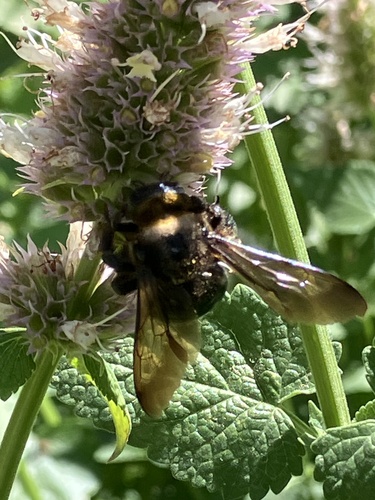 iNaturalist observation photo of Valley Carpenter Bee
