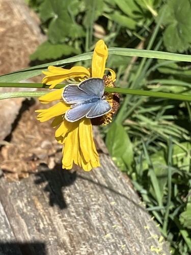 iNaturalist observation photo of Polyommatina