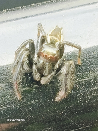 Carrhotus viduus