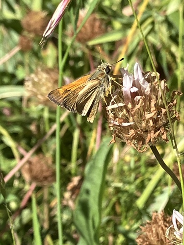 iNaturalist observation photo of Sonoran Skipper