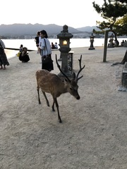 Cervus nippon