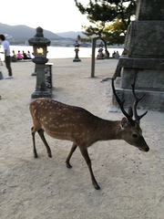 Cervus nippon