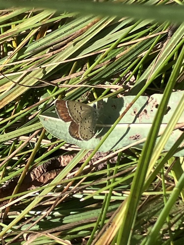 iNaturalist observation photo of Greenish Blue
