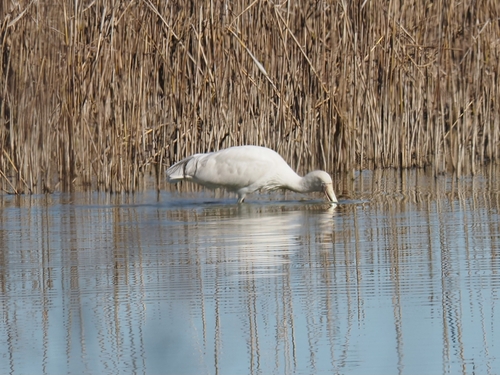 Yellow-billed Spoonbill