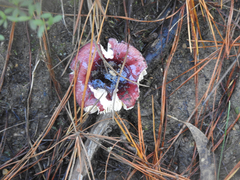 Russula persanguinea