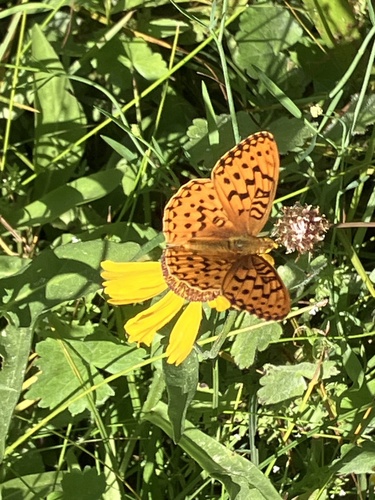 iNaturalist observation photo of Greater Fritillaries