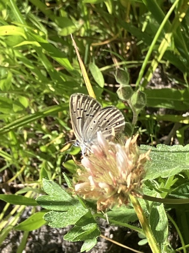 iNaturalist observation photo of Greenish Blue