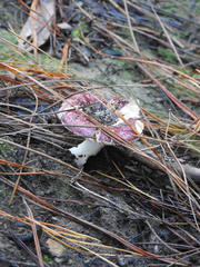 Russula persanguinea
