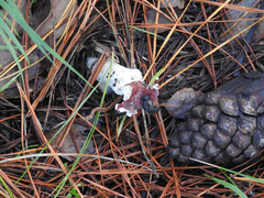 Russula persanguinea