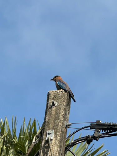 Indian Roller