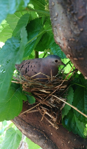 Ruddy Ground Dove