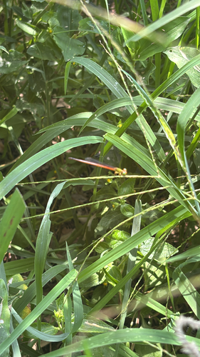 Orange-tailed Sprite