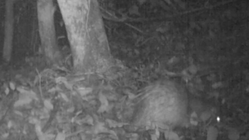 African Brush-tailed Porcupine