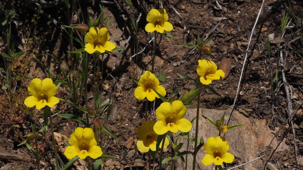 wide-throated yellow monkeyflower
