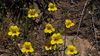 Wide-throated Yellow Monkeyflower - Photo (c) Fred Melgert / Carla Hoegen, some rights reserved (CC BY-NC), uploaded by Fred Melgert / Carla Hoegen