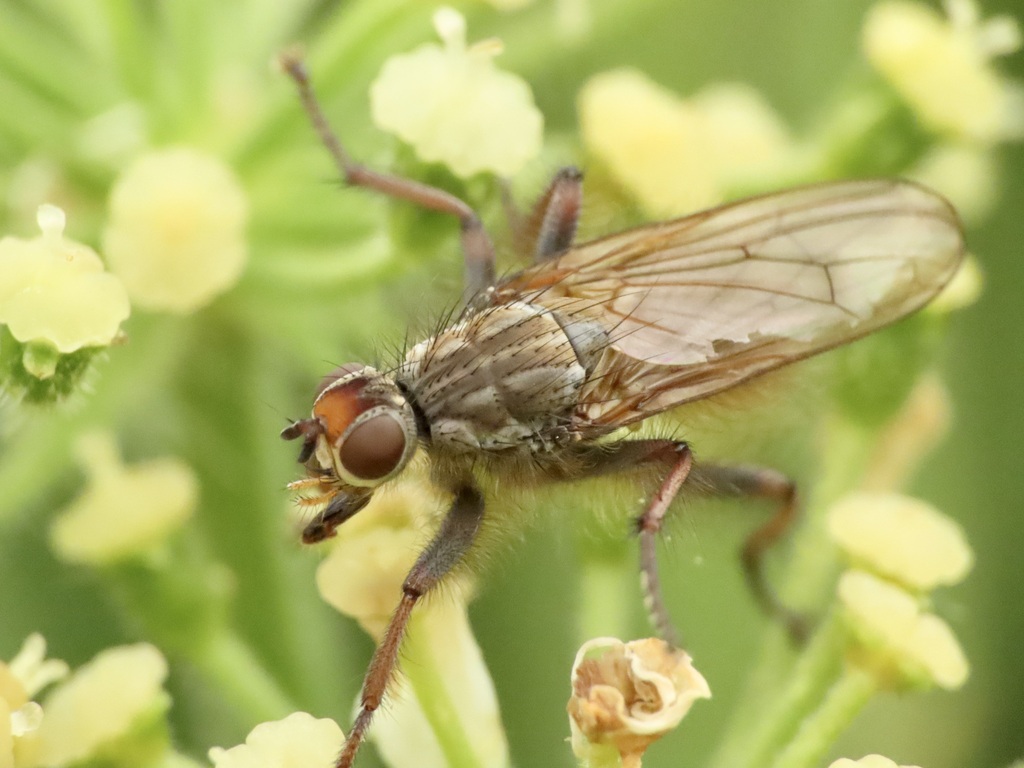 Scathophaga intermedia