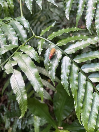 Peaceful Cicada photo 4
