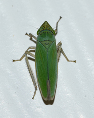 Draeculacephala inscripta