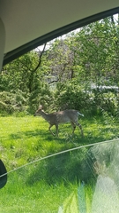 Odocoileus virginianus