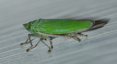 Draeculacephala inscripta