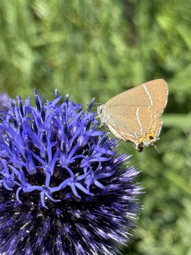 White-letter Hairstreak