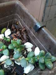 Corpuscularia lehmannii