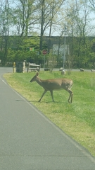 Odocoileus virginianus