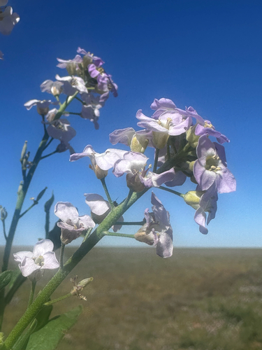 Harmsiodoxa puberula, 2026-07-19