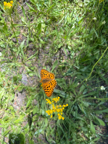 iNaturalist observation photo of Fritillaries