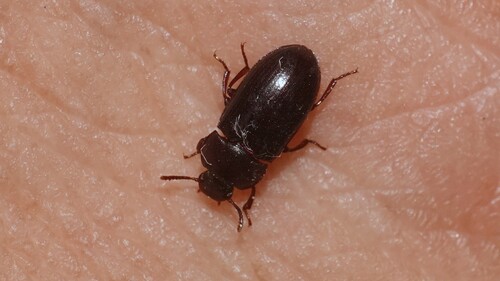 Alphitobius laevigatus observed 2026-07-09