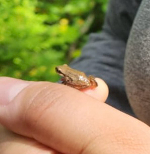 Boreal Chorus Frog