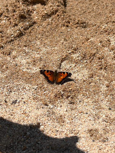 iNaturalist observation photo of California Tortoiseshell
