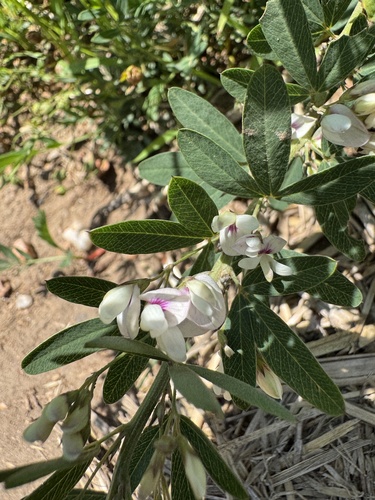 Perennial Lespedeza