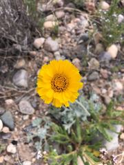 Baileya multiradiata