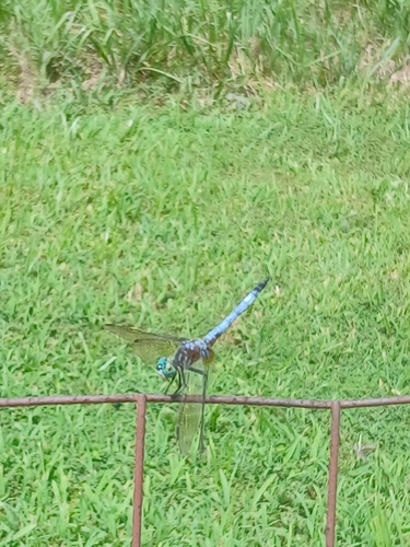 Blue Dasher