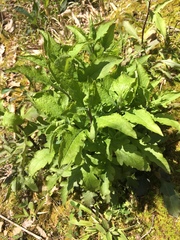 Dasistoma macrophylla