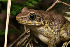 Hainan Frog photo 2