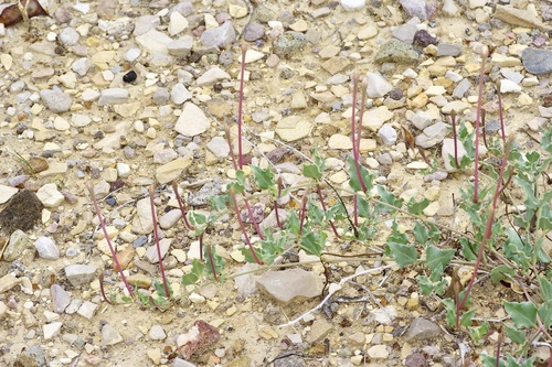 Acleisanthes longiflora, photograph 1