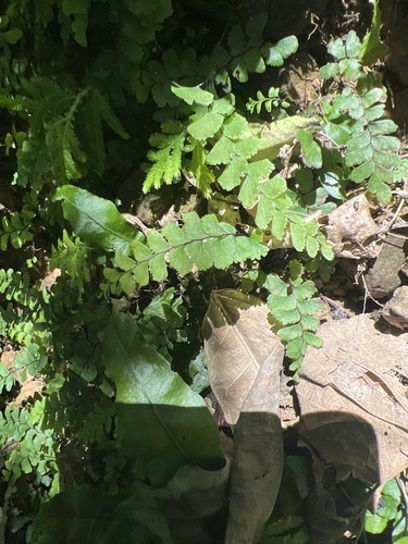 Adiantum diaphanum, photograph 4