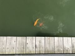 Cyprinus rubrofuscus