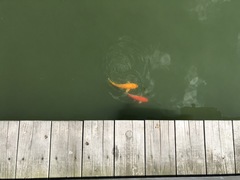 Cyprinus rubrofuscus