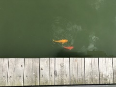 Cyprinus rubrofuscus