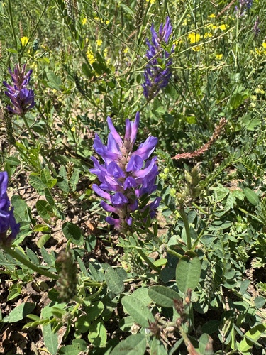 Laxmann's Milkvetch