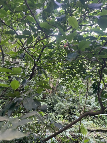 Glycosmis parviflora, photograph 1