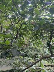 Glycosmis parviflora
