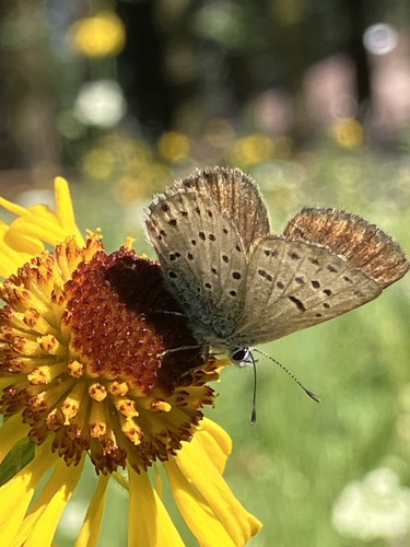 iNaturalist observation photo of Greenish Blue